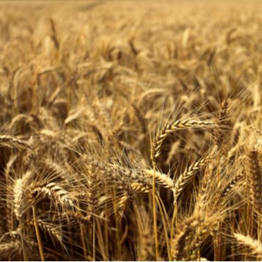 Agriculture & Farm Equipment